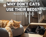 Why Do Cats Not Like Cat Beds? 10 Solutions to Get Cat Sleep in Beds