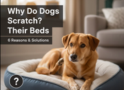 Why Do Dogs Scratch Their Beds? 6 Reasons & Solutions [2026 Definitive Explained]