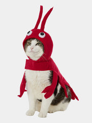 Pumpkin Pet Halloween